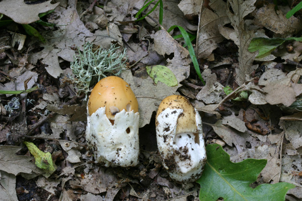 Trovati nella cerreta di Goriano Sicoli AQ 19.6.11